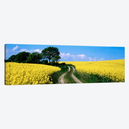 Rapaseed Field, Germany Canvas Print #PIM915} by Panoramic Images Canvas Print