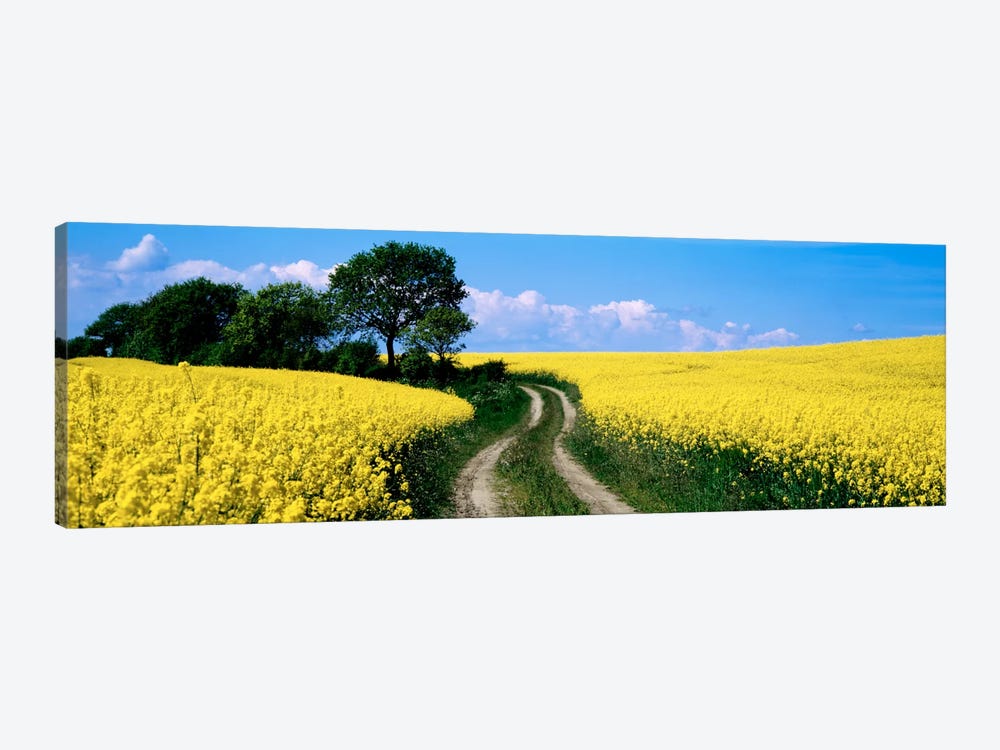 Rapaseed Field, Germany by Panoramic Images 1-piece Canvas Wall Art