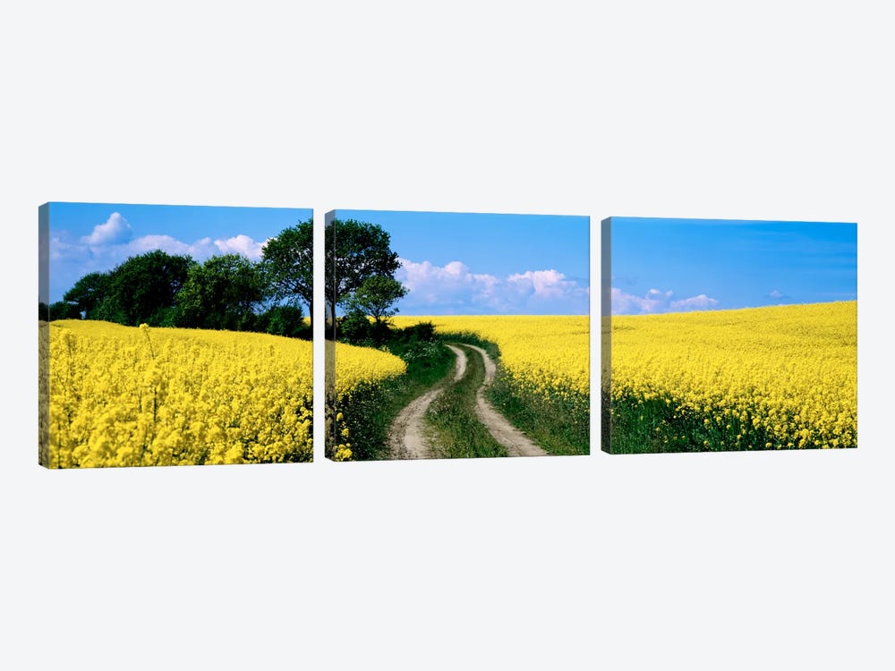 Rapaseed Field, Germany by Panoramic Images 3-piece Canvas Artwork