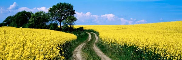 Rapaseed Field, Germany
