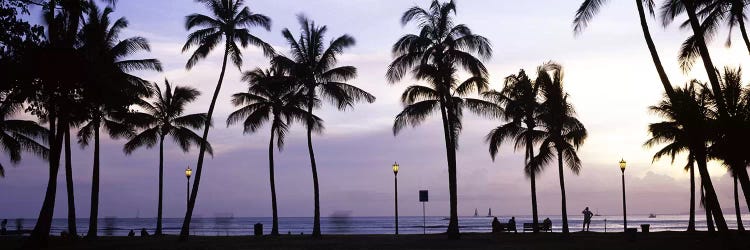 Palm trees on the beach, Waikiki, Honolulu, Oahu, Hawaii, USA