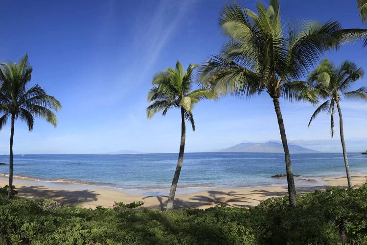 Palm Tree Lined Beach, Maui, Hawaii, USA