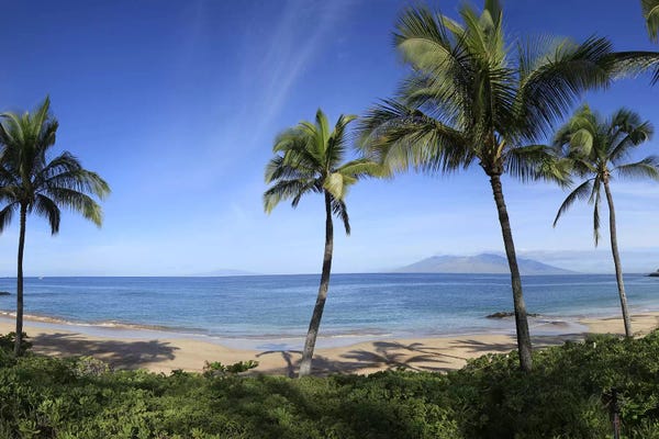 Hawaii: Palm Tree Lined Beach, Maui, Hawaii, USA by Panoramic Images