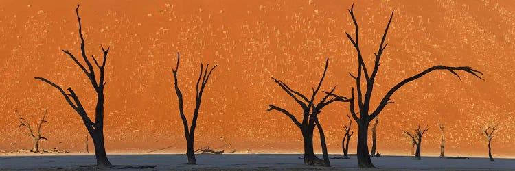 Dead trees by red sand dunes, Dead Vlei, Namib-Naukluft National Park, Namibia