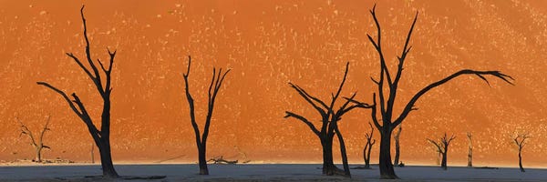 Africa: Dead trees by red sand dunes, Dead Vlei, Namib-Naukluft National Park, Namibia by Panoramic Images