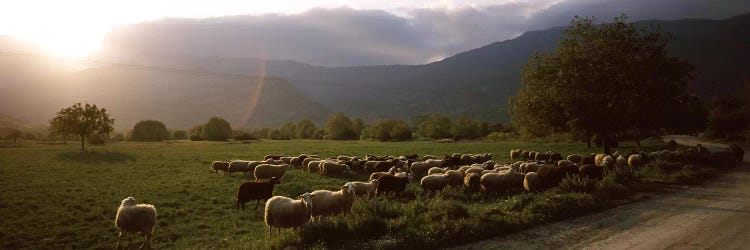 Flock of sheep grazing in a field, Feneos, Corinthia, Peloponnese, Greece