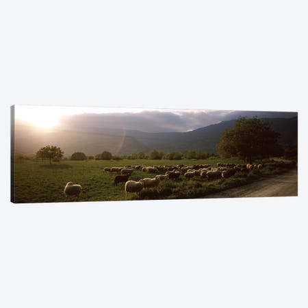 Flock of sheep grazing in a field, Feneos, Corinthia, Peloponnese, Greece Canvas Print #PIM9309} by Panoramic Images Canvas Art Print