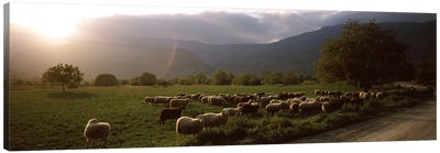 Flock of sheep grazing in a field, Feneos, Corinthia, Peloponnese, Greece Canvas Art Print - Greece Art
