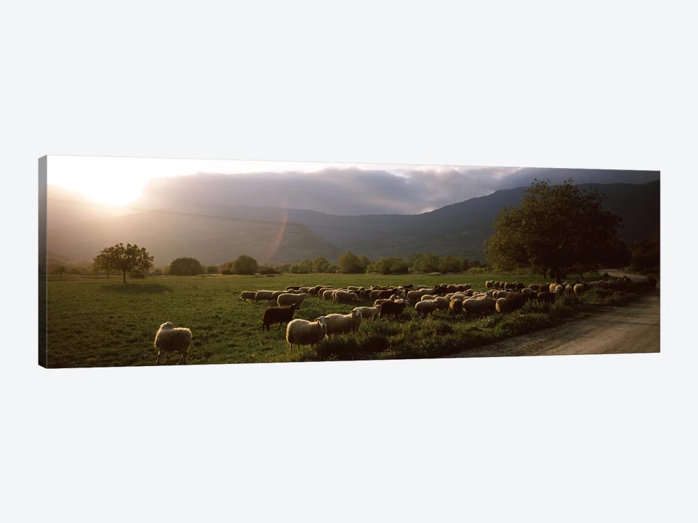 Flock of sheep grazing in a field, Feneos, Corinthia, Peloponnese, Greece by Panoramic Images 1-piece Canvas Artwork