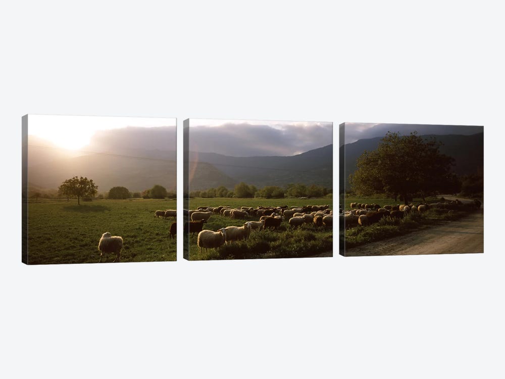 Flock of sheep grazing in a field, Feneos, Corinthia, Peloponnese, Greece by Panoramic Images 3-piece Canvas Wall Art