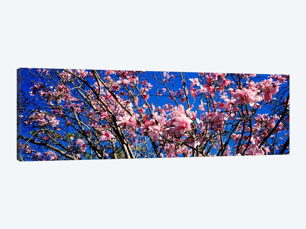 MagnoliasGolden Gate Park, San Francisco, California, USA by Panoramic Images 1-piece Canvas Wall Art