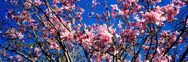 Blue: MagnoliasGolden Gate Park, San Francisco, California, USA by Panoramic Images