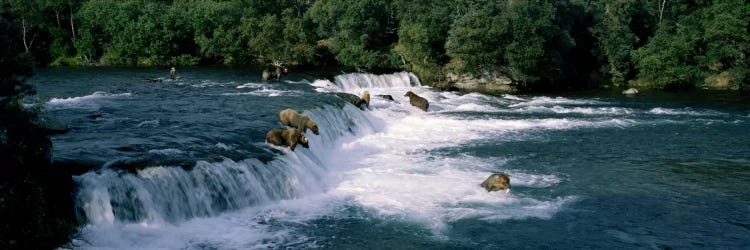 Bears fish Brooks Fall Katmai AK