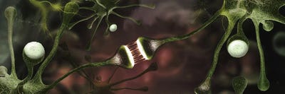 Microscopic image of brain neurons by Panoramic Images framed canvas print