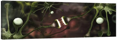 Microscopic image of brain neurons Canvas Art Print - Macro Photography