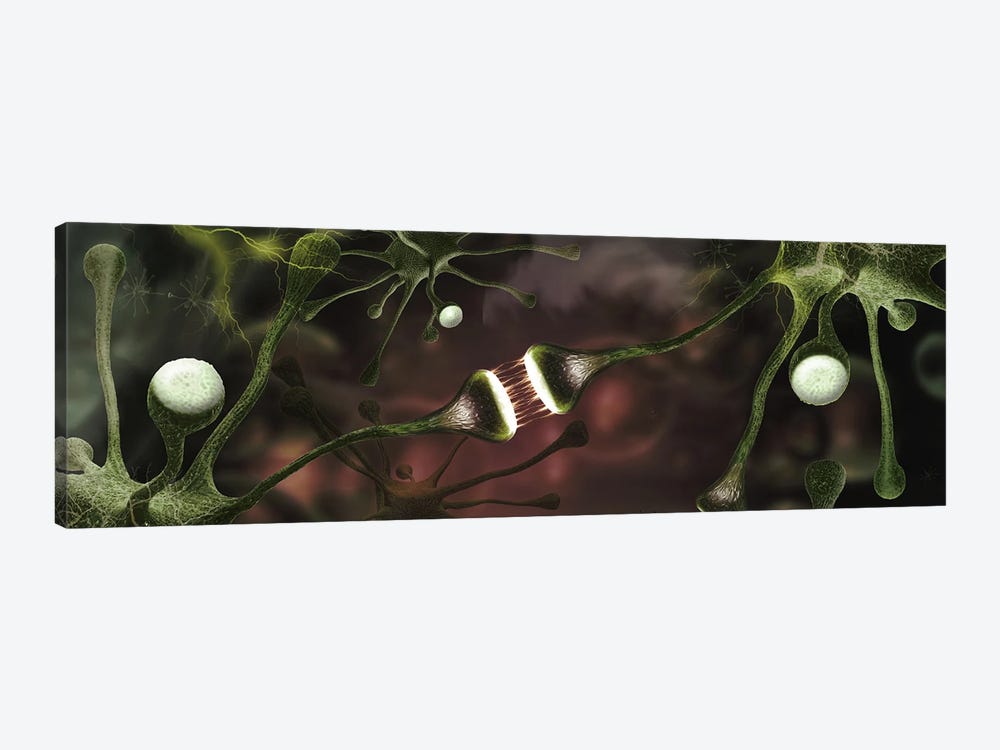 Microscopic image of brain neurons by Panoramic Images 1-piece Canvas Art