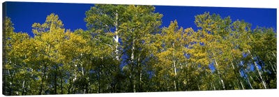 Low angle view of trees, Colorado, USA Canvas Art Print - Autumn Art