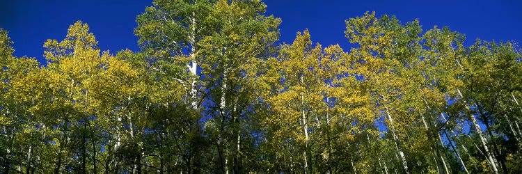 Low angle view of trees, Colorado, USA