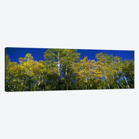 Low angle view of trees, Colorado, USA Canvas Print #PIM9445} by Panoramic Images Canvas Print