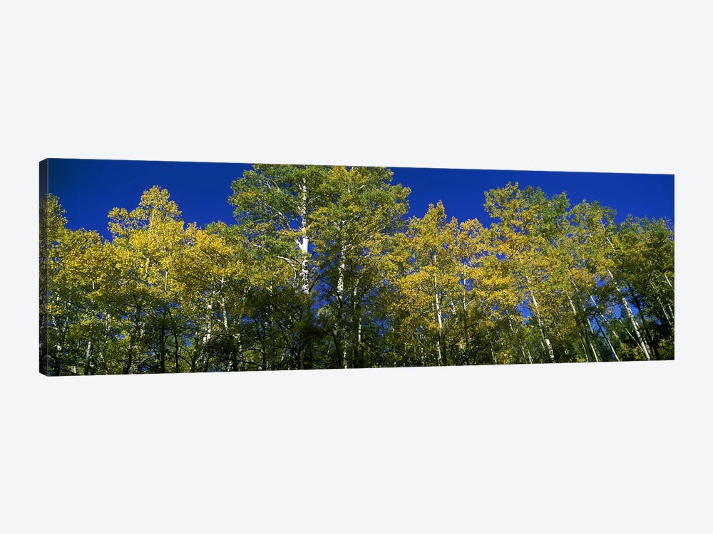 Low angle view of trees, Colorado, USA by Panoramic Images 1-piece Canvas Print