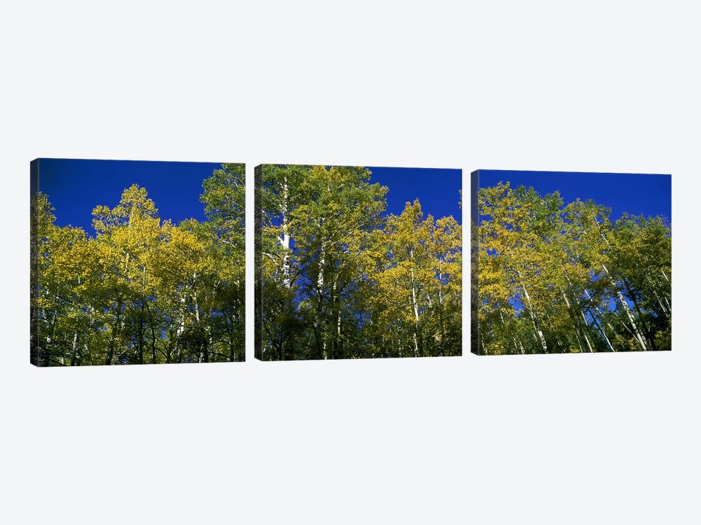 Low angle view of trees, Colorado, USA by Panoramic Images 3-piece Canvas Art Print