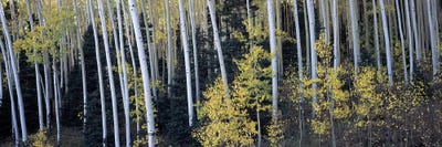 Aspen trees in a forest, Aspen, Pitkin County, Colorado, USA by Panoramic Images canvas print