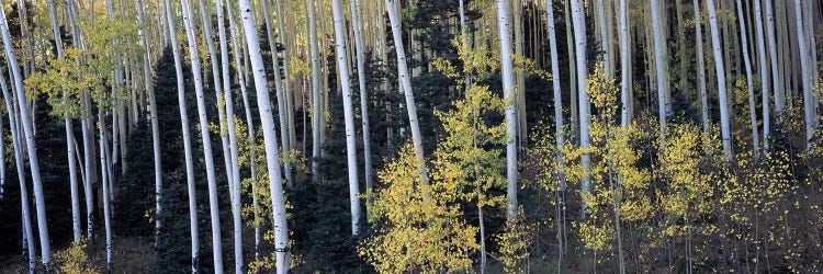 Aspen trees in a forest, Aspen, Pitkin County, Colorado, USA