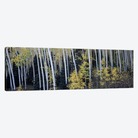 Aspen trees in a forest, Aspen, Pitkin County, Colorado, USA Canvas Print #PIM9448} by Panoramic Images Canvas Art