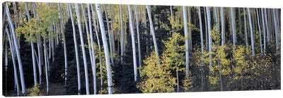 Aspen trees in a forest, Aspen, Pitkin County, Colorado, USA Canvas Art Print - Wilderness Art