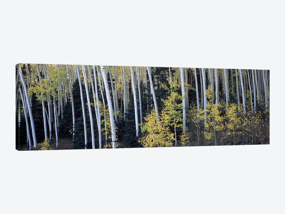 Aspen trees in a forest, Aspen, Pitkin County, Colorado, USA 1-piece Canvas Art