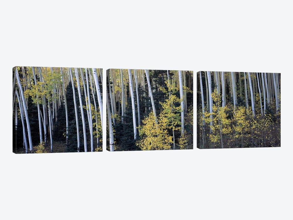 Aspen trees in a forest, Aspen, Pitkin County, Colorado, USA by Panoramic Images 3-piece Canvas Wall Art