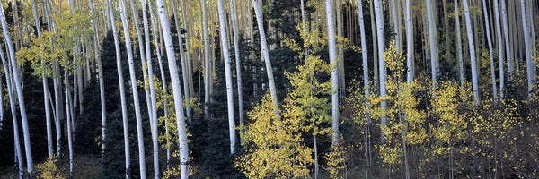 Colorado: Aspen trees in a forest, Aspen, Pitkin County, Colorado, USA by Panoramic Images