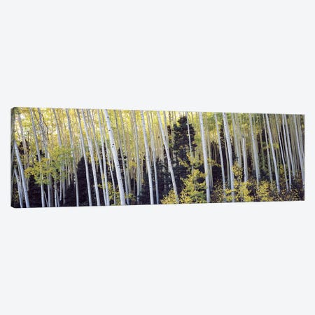 Aspen trees in a forest, Aspen, Pitkin County, Colorado, USA #2 Canvas Print #PIM9449} by Panoramic Images Canvas Art