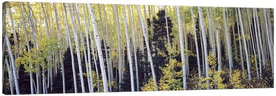 Aspen trees in a forest, Aspen, Pitkin County, Colorado, USA #2 Canvas Art Print - Colorado Art