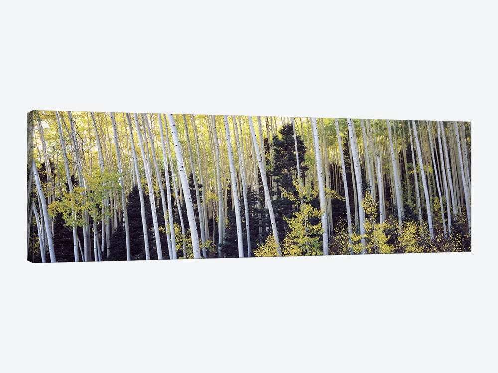 Aspen trees in a forest, Aspen, Pitkin County, Colorado, USA #2 1-piece Canvas Print