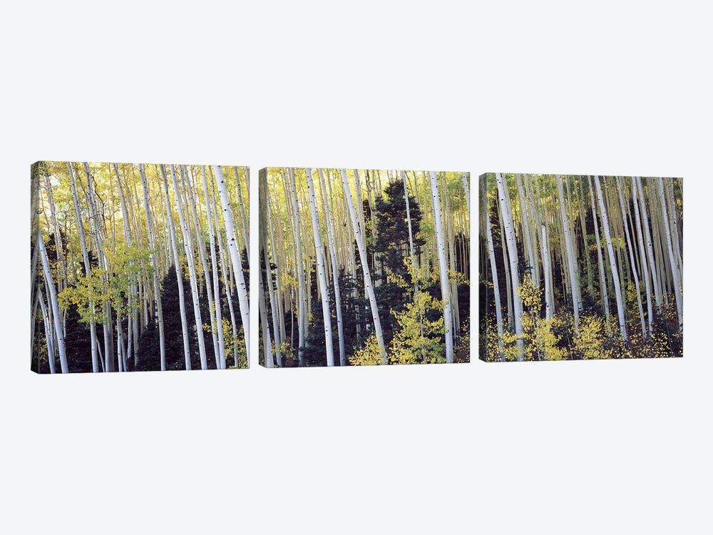 Aspen trees in a forest, Aspen, Pitkin County, Colorado, USA #2 by Panoramic Images 3-piece Canvas Print