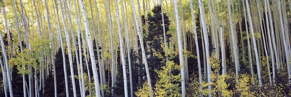 Colorado: Aspen trees in a forest, Aspen, Pitkin County, Colorado, USA #2 by Panoramic Images