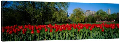 Tulips in a gardenBoston Public Garden, Boston, Massachusetts, USA Canvas Art Print - Tulip Art