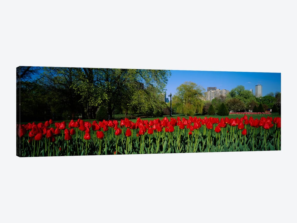 Tulips in a gardenBoston Public Garden, Boston, Massachusetts, USA by Panoramic Images 1-piece Canvas Artwork