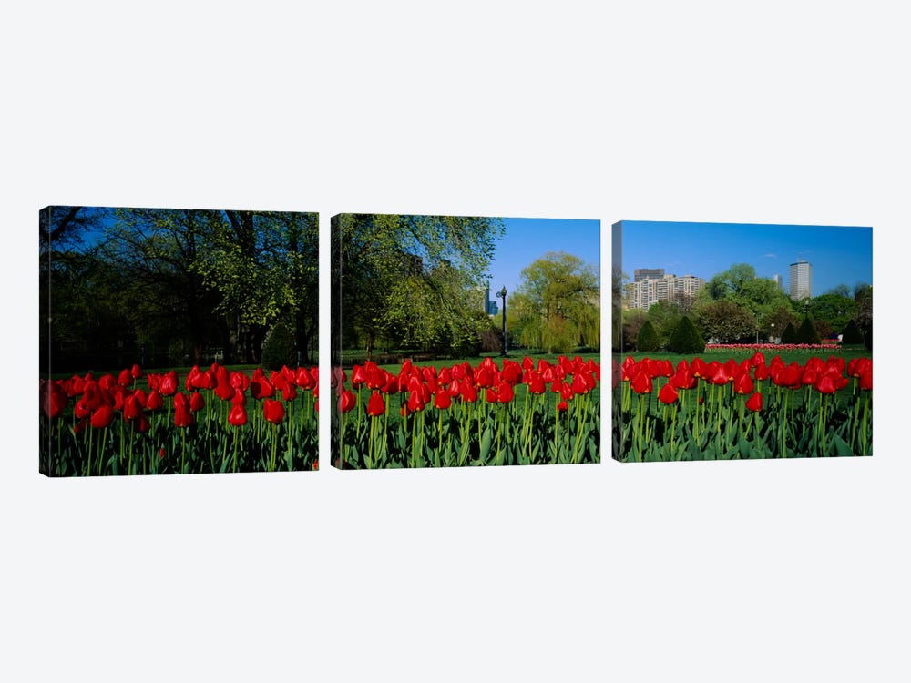 Tulips in a gardenBoston Public Garden, Boston, Massachusetts, USA by Panoramic Images 3-piece Canvas Wall Art