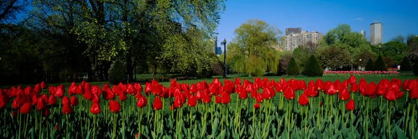 Tulips: Tulips in a gardenBoston Public Garden, Boston, Massachusetts, USA by Panoramic Images