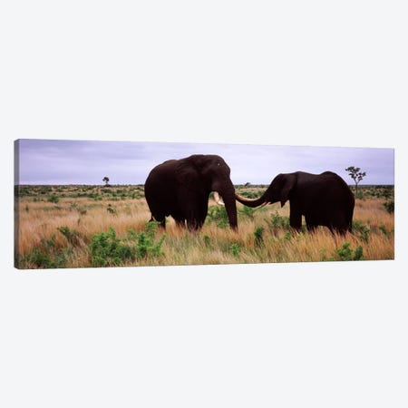 Two African elephants (Loxodonta Africana) socialize on the savannah plains, Kruger National Park, South Africa Canvas Print #PIM9478} by Panoramic Images Art Print