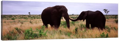 Two African elephants (Loxodonta Africana) socialize on the savannah plains, Kruger National Park, South Africa Canvas Art Print - South Africa