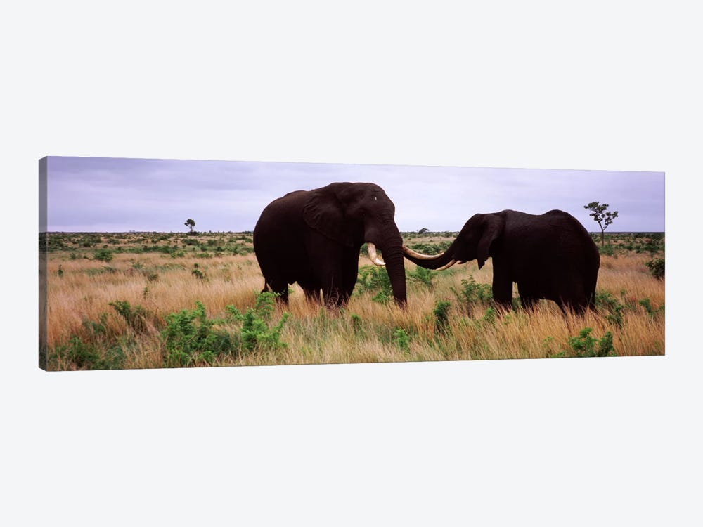 Two African elephants (Loxodonta Africana) socialize on the savannah plains, Kruger National Park, South Africa by Panoramic Images 1-piece Canvas Art Print