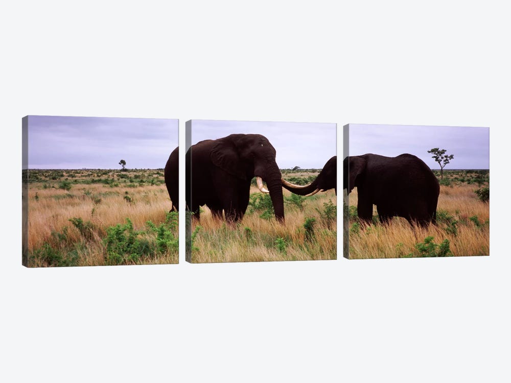 Two African elephants (Loxodonta Africana) socialize on the savannah plains, Kruger National Park, South Africa by Panoramic Images 3-piece Art Print