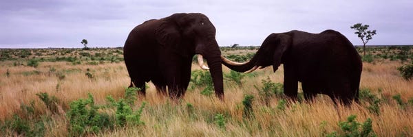 Elephants: Two African elephants (Loxodonta Africana) socialize on the savannah plains, Kruger National Park, South Africa by Panoramic Images