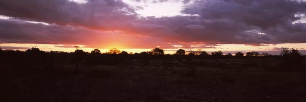 South Africa: Sunset over the savannah plains, Kruger National Park, South Africa by Panoramic Images