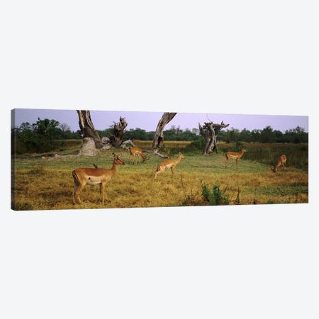 Herd of impalas (Aepyceros Melampus) grazing in a field, Moremi Wildlife Reserve, Botswana Canvas Print #PIM9485} by Panoramic Images Art Print