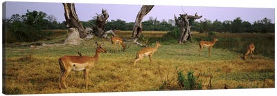 Herd of impalas (Aepyceros Melampus) grazing in a field, Moremi Wildlife Reserve, Botswana Canvas Art Print - Botswana