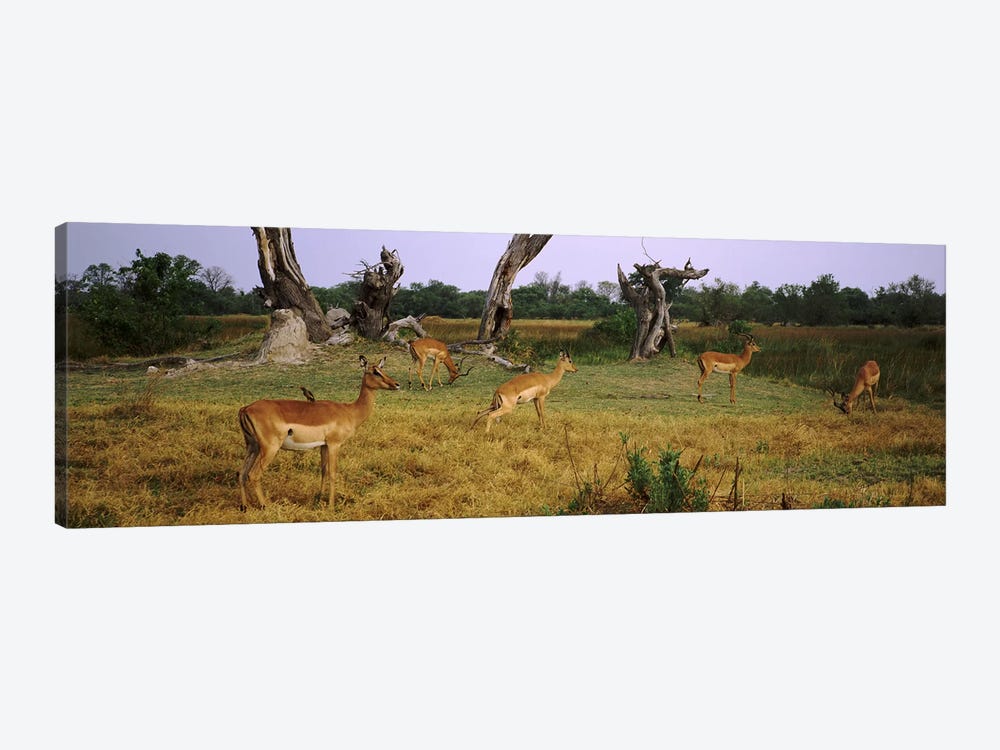 Herd of impalas (Aepyceros Melampus) grazing in a field, Moremi Wildlife Reserve, Botswana by Panoramic Images 1-piece Canvas Art Print